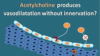 How Acetylcholine produces vasodilatation without innervation [upl. by Kcirreg]