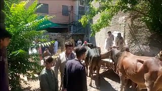 kotli kalan saleh khana ll cow mandi ll 962024 [upl. by Emmy]