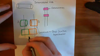 GAP Junctions between Cardiomyocytes Part 1 [upl. by Nady230]