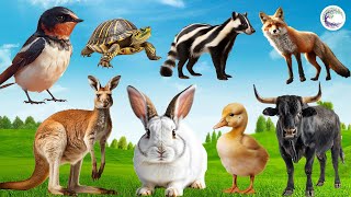 Animal Videos Bird Turtle Weasel Fox Kangaroo Rabbit Duckling Gaur  Kids Animal Moments [upl. by Noelyn]