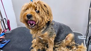 quotBefore amp After See this Yorkshire Terriers Stunning Makeoverquot  DOG GROOMING TRANSFORMATION [upl. by Petras774]