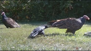 Clever crow outsmarts TWO turkey vultures with ONE move [upl. by Nnylyak]