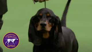 WKC Archives Black and Tan Coonhound Moses [upl. by Aizan]