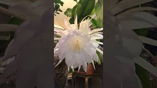 A Time Lapse Of A Flower Blooming On A Night Blooming Cereus Aka Queen Of The Night [upl. by Sulienroc28]