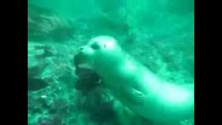 Scuba San Diego Once and again Friend Music video [upl. by Potash]