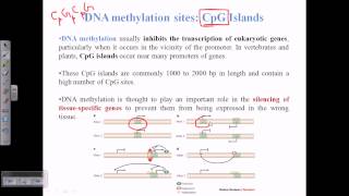 CpG islands [upl. by Gyasi]