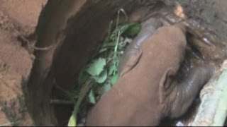 Baby elephant calf rescued from well in India [upl. by Ambrosine]