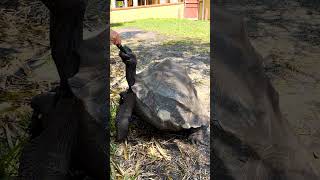 Feeding Galapagos Tortoises In The Backyard [upl. by Ahsiekrats393]