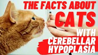 The Facts About Cats with cerebellar hypoplasia [upl. by Wanonah480]