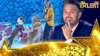 Dog Dancing luchan contra el ABANDONO DE PERROS en su show  Gran Final  Got Talent España 7 2021 [upl. by Zenobia]