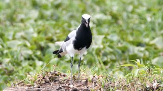 Blacksmith Lapwing Calling [upl. by Anthiathia]