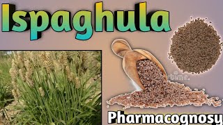 Pharmacognosy of Ispaghula [upl. by Ruhl579]