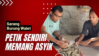 SARANG BURUNG WALET  PANEN NYA PETIK SENDIRI LEBIH ASYIK [upl. by Ahsinawt944]