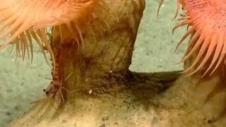 Okeanos Explorer Video Bite Shrimp and Venus Flytrap Anemones  Northeast US Canyons 2013 [upl. by Uyerta]