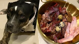 Oliang The Pit Bull eats🐂🥩🦆🥚RAW🇦🇺🦌VENISON comboASMRMUKBANG อาหารสุนัขที่ดีที่สุด EP093 of 2024 [upl. by Paradies174]