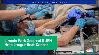 Lincoln Park Zoo and RUSH Help Langur Beat Cancer [upl. by Thetisa]