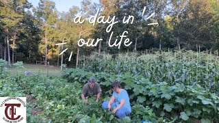 Harvesting Green Beans  Homestead VLOG  073124 [upl. by Hanavas]