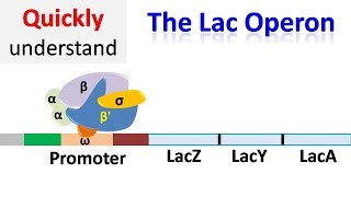 The Lac operon  Regulation of gene expression [upl. by Eanerb808]