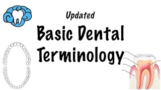 Basic Dental Terminology  UPDATED [upl. by Profant270]