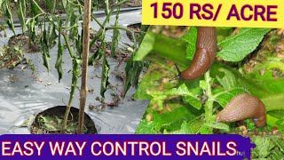 EASY WAY To CONTROL SNAIL [upl. by Elletnahc]