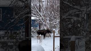 Bull Moose in Backyard Anchorage Alaska [upl. by Emixam]