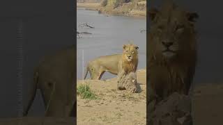 Angry hippo chases down lion in Zambia river [upl. by Ammeg]