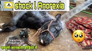 shock l Anorexia l😳ये क्या हो गया Drenching Pneumonia in Buffalo simtams [upl. by Yentruoc]