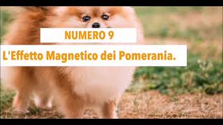 Curiosità sul VOLPINO POMERANIA [upl. by Mcgill]