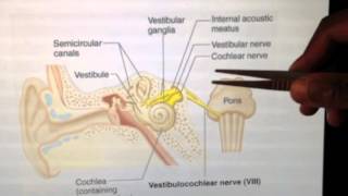 Cranial Nerves 8 of 12 Vestibulocochlear Nerve  Head and Neck Anatomy 101 [upl. by Lowis]