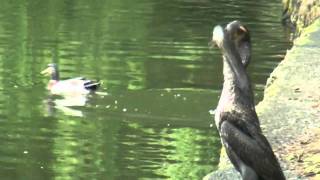 Bird Chomps Down Massive Eel [upl. by Ronnoc258]