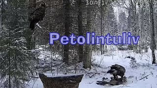 Karmisko dla orłów  dostawa  PETOLINTULIVE Finlandia  30 11 2023 [upl. by Ecirahs]