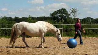 Ballspiele mit dem Pferd  Nasenfußball mit Maraschino [upl. by Etnoek]