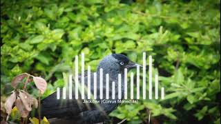 Jackdaw  Corvus Monedula Sound [upl. by Nitsud]