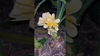 Happy Vibes Clivia miniata garden [upl. by Enilec]