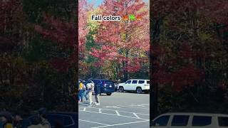 🍁☘️🍁Fall foliage New Hampshire  USA  tamillifestyleusa shortsfeed trending youtubeshorts [upl. by Castro399]