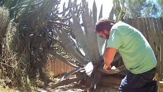 Blue Agave Trimming [upl. by Suilenroc]