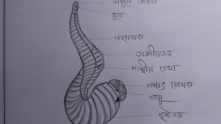 ✏️ জীববিজ্ঞান দ্বিতীয় পত্রের  জোঁক  Hirudinaria manillensisdrawing ✏️ [upl. by Kapoor41]