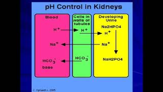 physiology Acidification of Urine 1st bsc [upl. by Airetas426]