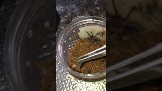 SEEMANI ATTACK tarantula superworms spider lats [upl. by Lednic]