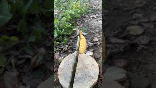 This kitchen knife is very sharpoutdoors skills survival bushcraft lifehacks camping shorts [upl. by Manly]