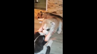 Bébé husky qui pleure et fait le loup [upl. by Barber242]