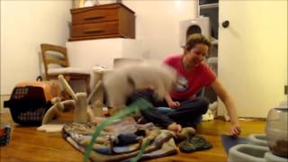 Hopping kittens Adorable Orphaned Foster Kittens jump when surprised [upl. by Nicoli850]