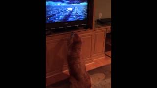 Golden Retriever loves new Budweiser puppy commercial [upl. by Llertram]