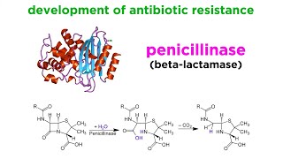 MethicillinResistant Staphylococcus aureus MRSA [upl. by Marnie558]