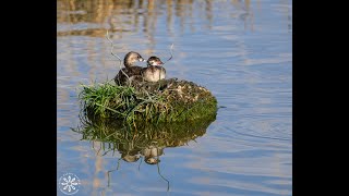 Pied Billed Grebes Linda Dalton Walker [upl. by Winther578]