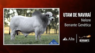 Utam de Naviraí  Nelore  Berrante Genética [upl. by Brittan]