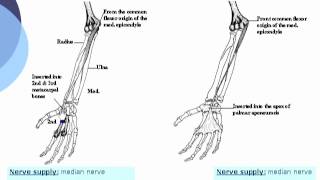 Flexor carpi radialis amp Palmaris longus  Ahmed Kamal [upl. by Nell]