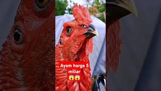 Ayam termahal didunia shortvideo ayam [upl. by Einnij]