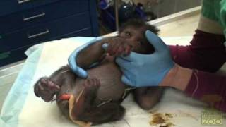 Its a Gorilla Baby Gorilla Video [upl. by Lenahs756]