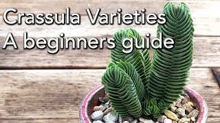 Crassula Varieties  A beginners guide [upl. by Razatlab]